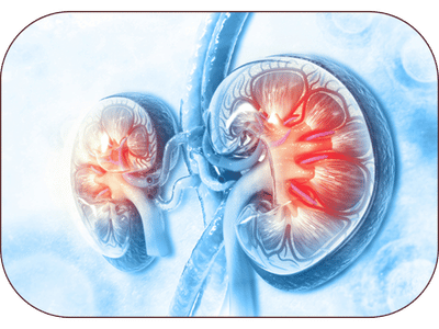Kidney Disorders Ayurvedic Treatment in Amritsar